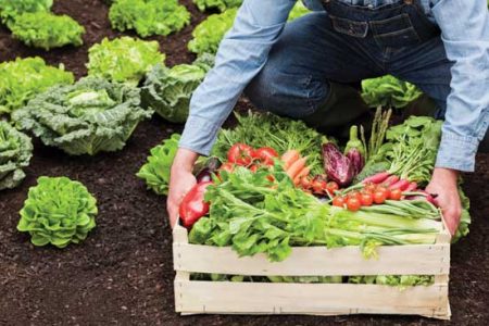 Organic Gardening Lessons: My Growing Path With a Pastime I Love Image